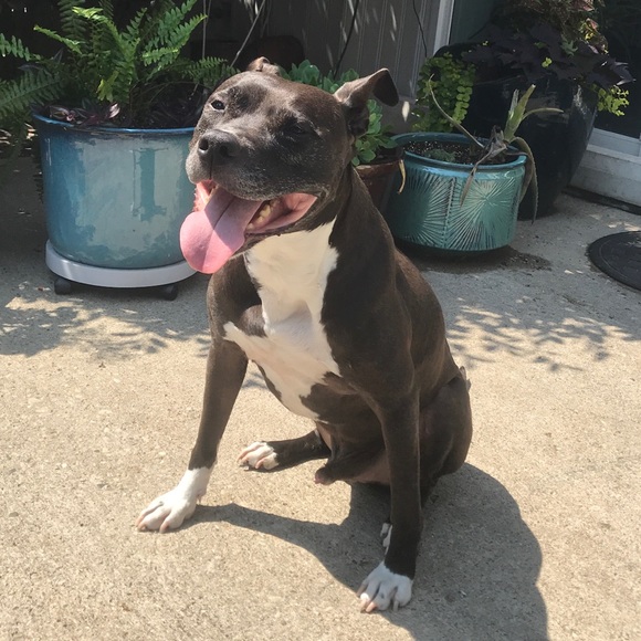 Meet your Posher, Samantha - Picture 5 of 7